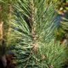 Pinus sylvestris "Fastigiata"