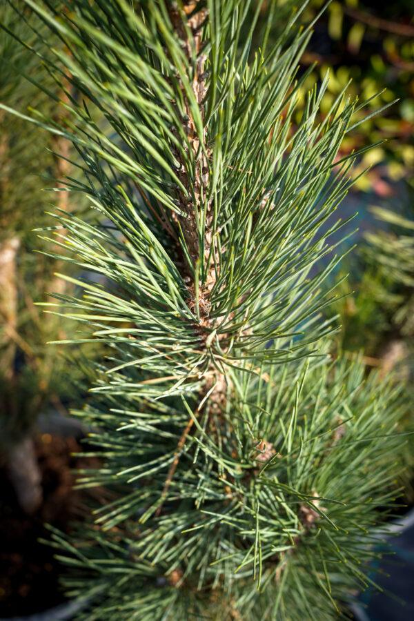 Pinus sylvestris "Fastigiata"