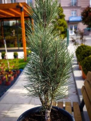 Pinus sylvestris "Fastigiata"