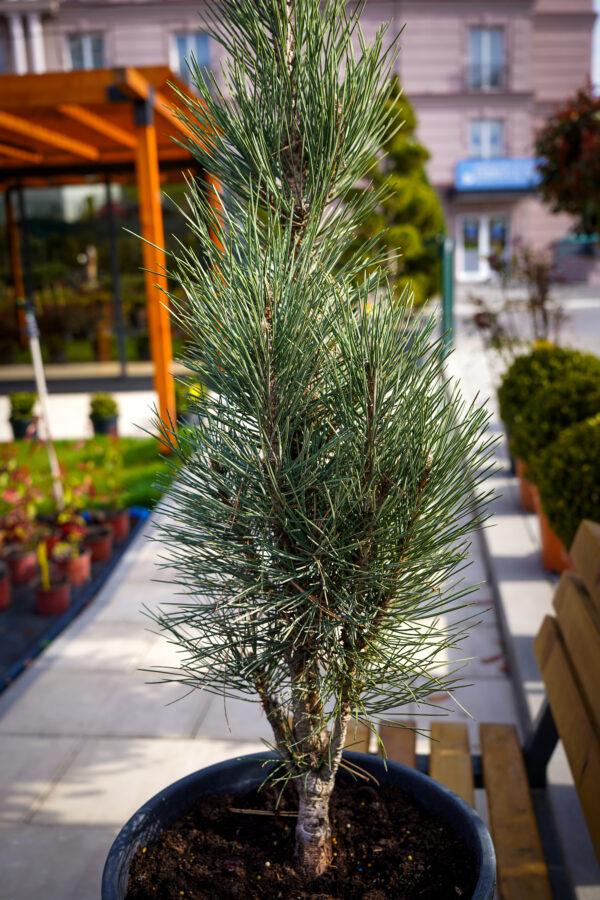 Pinus sylvestris "Fastigiata"
