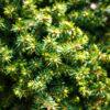 Juniperus procumbens "Nana"