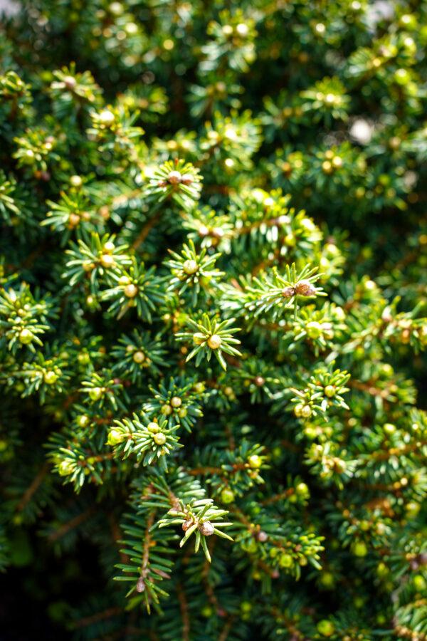 Juniperus procumbens "Nana"