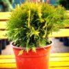 Thuja occidentalis "Bowling ball"