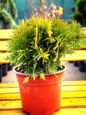 Thuja occidentalis "Bowling ball"
