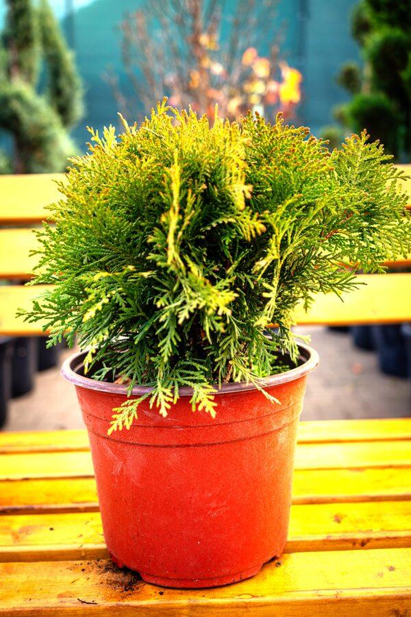 Thuja occidentalis "Bowling ball"