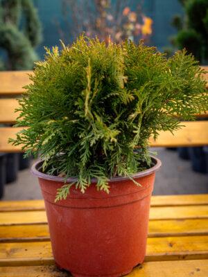 Thuja occidentalis "Bowling ball"