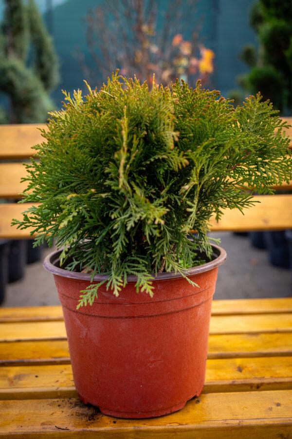 Thuja occidentalis "Bowling ball"