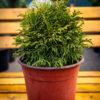 Thuja occidentalis Danica