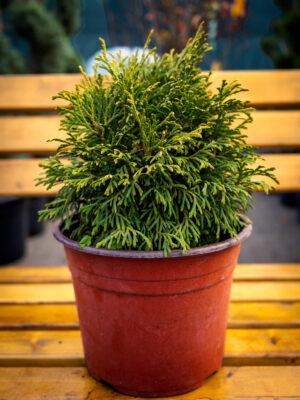 Thuja occidentalis Danica