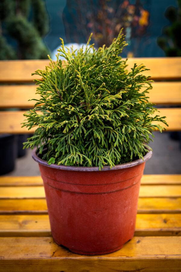 Thuja occidentalis Danica