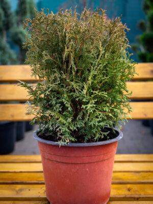 Thuja occidentalis "Globosa"