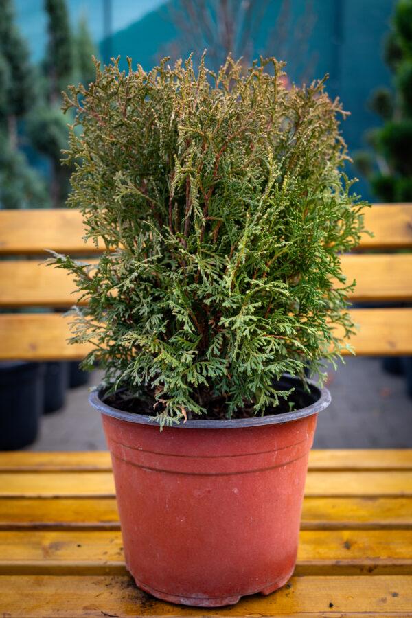 Thuja occidentalis "Globosa"