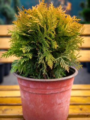 Thuja occidentalis Mirjam