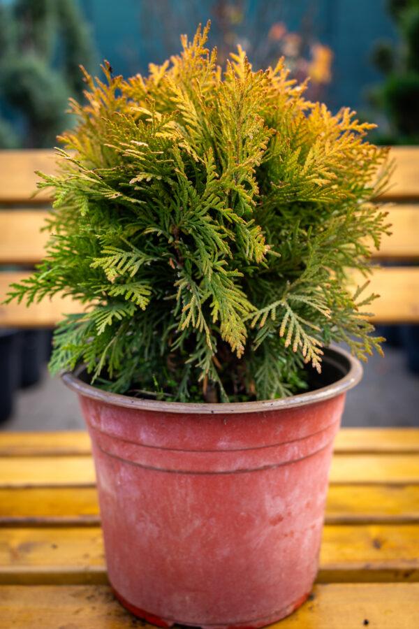 Thuja occidentalis Mirjam