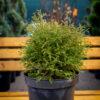 Thuja occidentalis Strasko