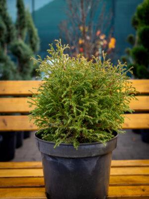 Thuja occidentalis Strasko