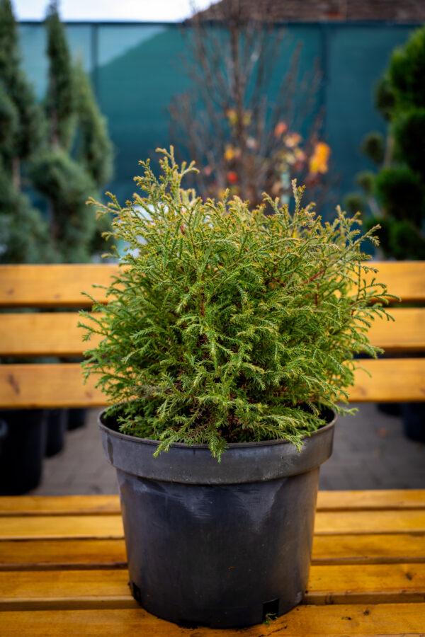 Thuja occidentalis Strasko