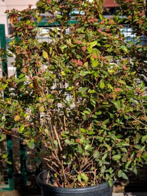 Viburnum tinus "Lucidum" 4