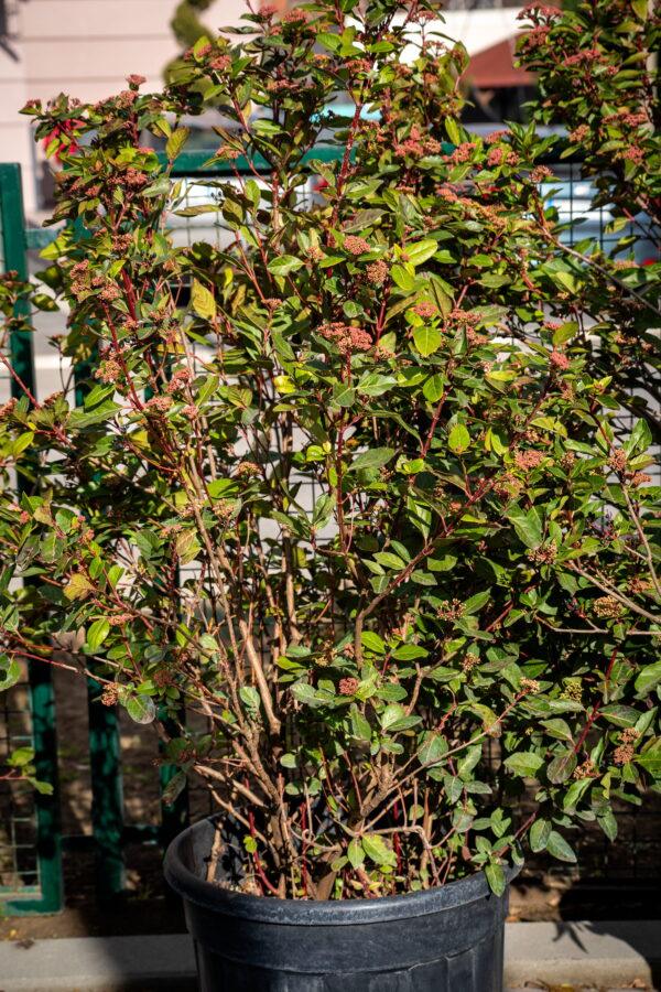 Viburnum tinus "Lucidum" 4