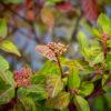 Viburnum tinus "Lucidum" 3
