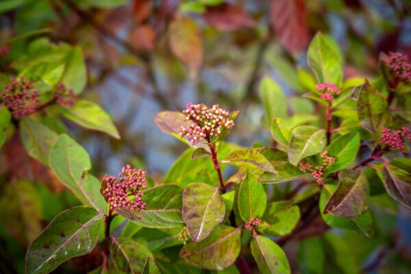 Viburnum tinus "Lucidum" 3