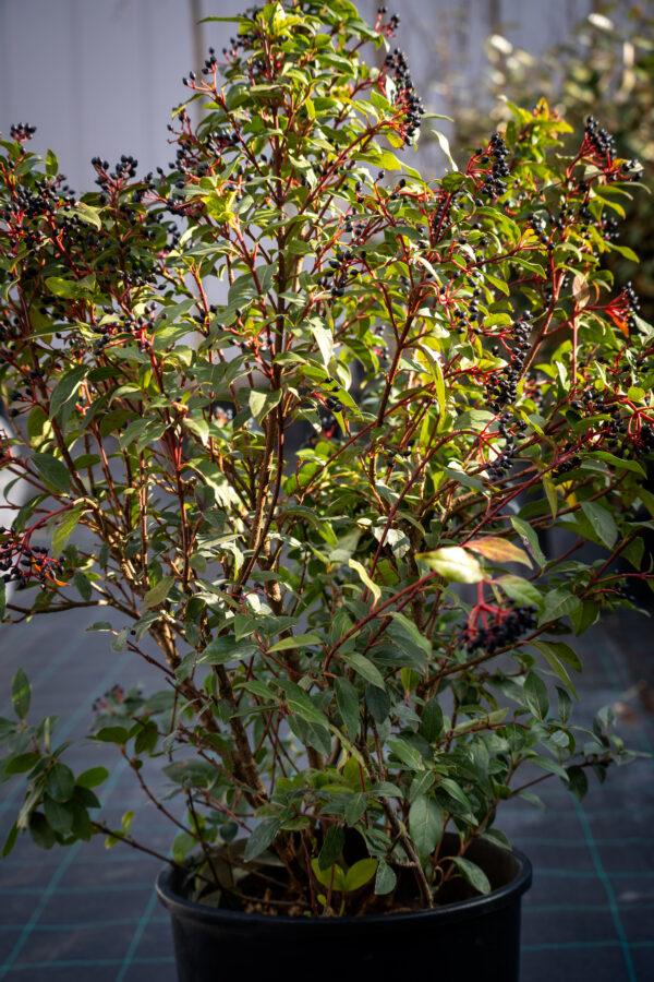 Viburnum tinus "Lucidum"