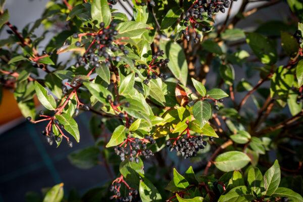 Viburnum tinus "Lucidum" 2
