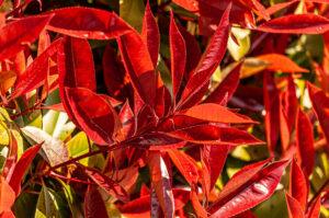 Photinia fraseri Red Robin 6