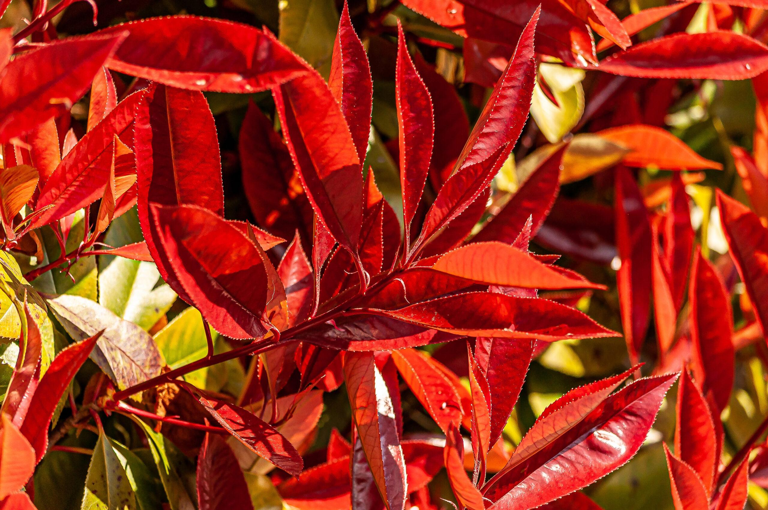 Photinia fraseri Red Robin 6