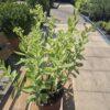 Sedum spectabile Sedum spectabile