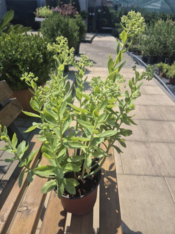 Sedum spectabile Sedum spectabile