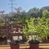 Sedum spectabile Sedum spectabile