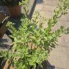 Sedum spectabile Sedum spectabile