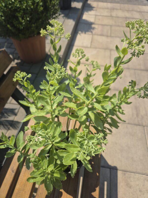 Sedum spectabile Sedum spectabile