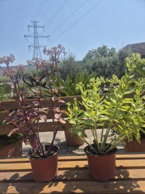 Sedum spectabile