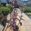 Sedum spectabile Sedum spectabile
