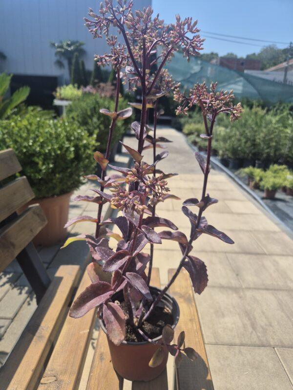 Sedum spectabile Sedum spectabile