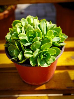 Sedum spectabile