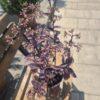 Sedum spectabile Sedum spectabile