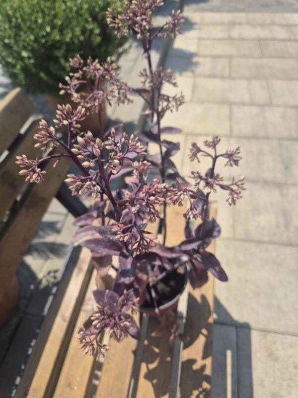 Sedum spectabile Sedum spectabile