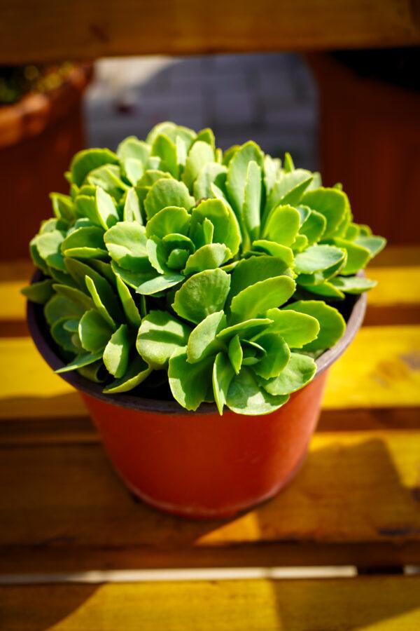 Sedum spectabile