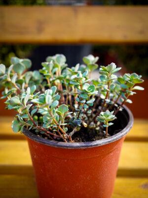 Sedum s.p.