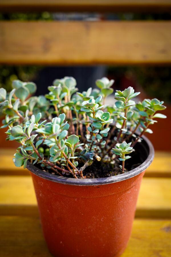 Sedum s.p.