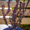 Berberis s.p.