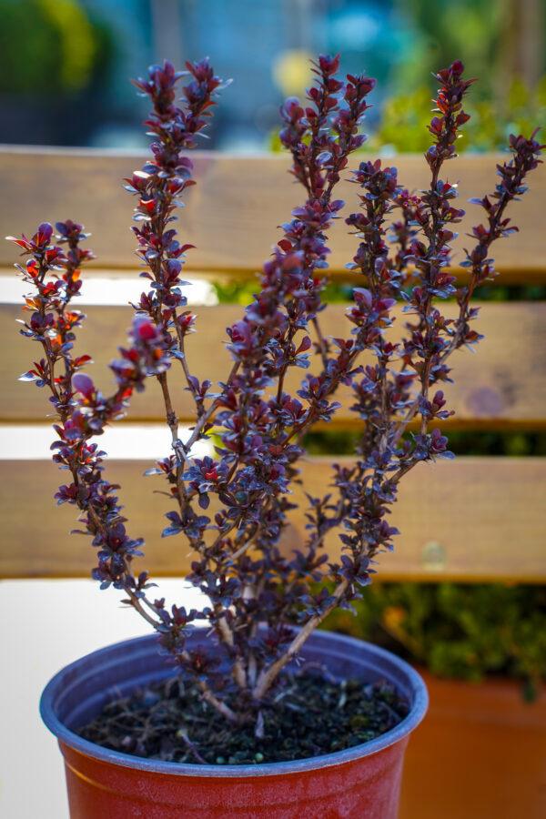 Berberis s.p.