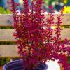 Berberis s.p.