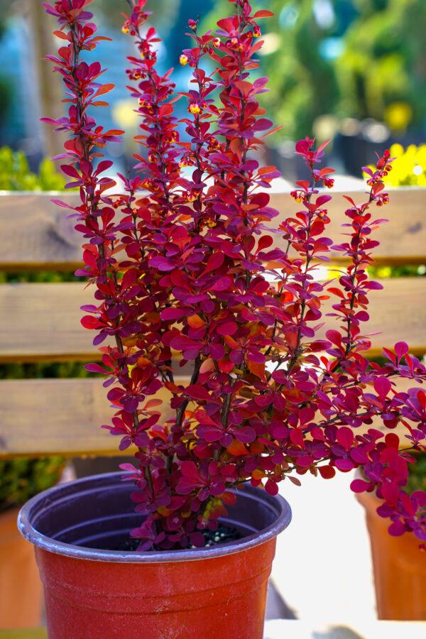 Berberis s.p.