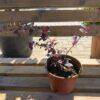 Berberis s.p. Berberis s.p.