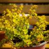 Berberis s.p.