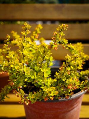 Berberis s.p.